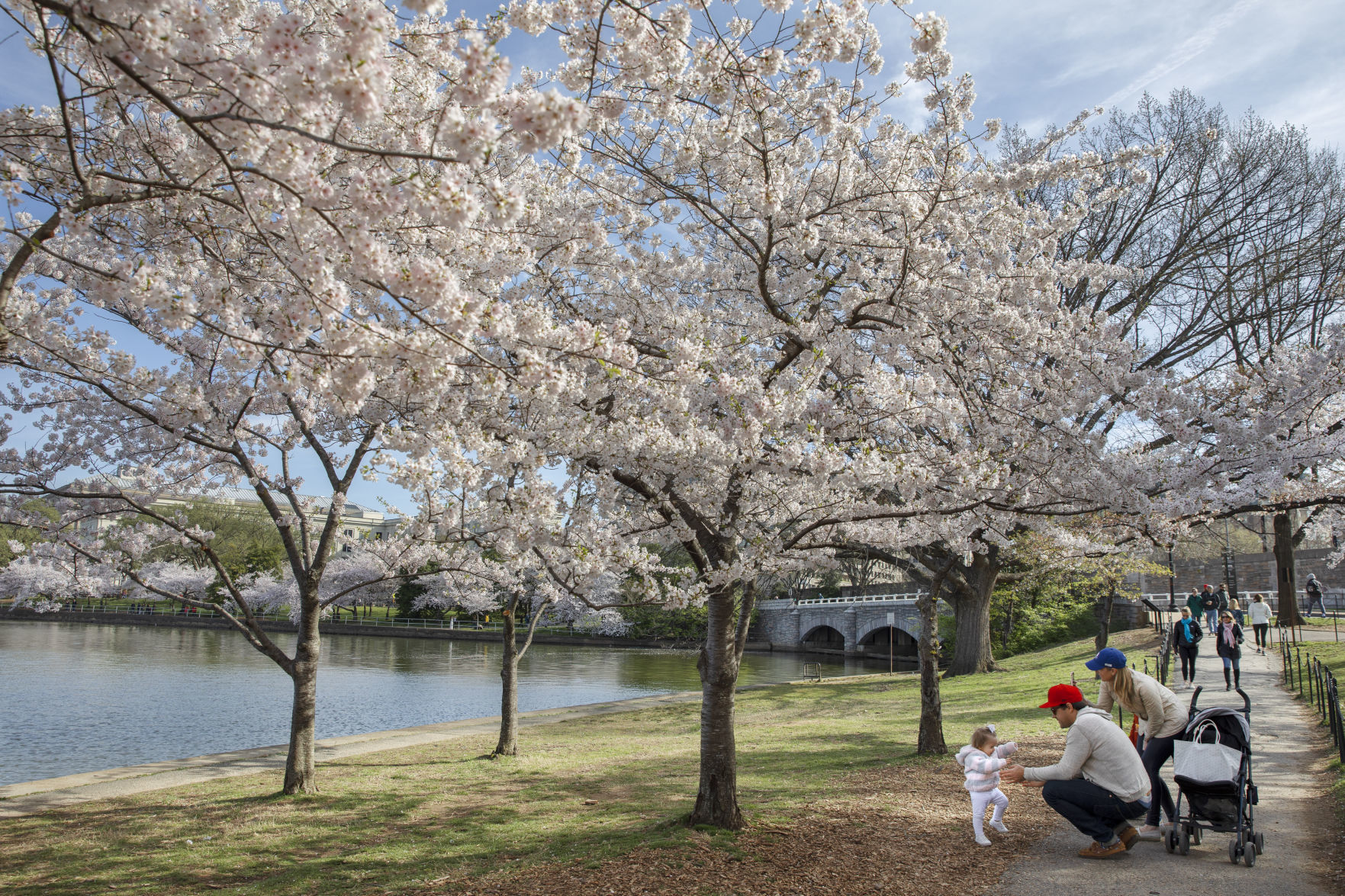 Cherry blossoms draw visitors despite COVID-19 fears
